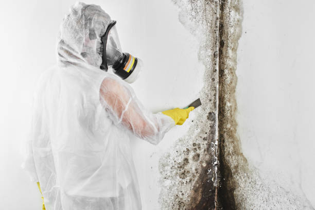 Best DIY Mold Remediation Support Services in Riviera Beach, MD