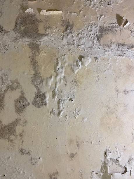 Best Black Mold Remediation in Riviera Beach, MD