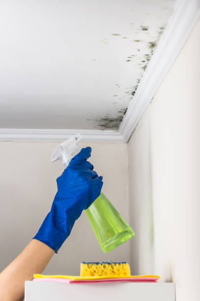 Best DIY Mold Remediation Support Services in Riviera Beach, MD